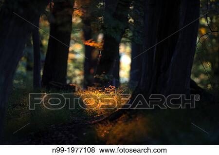 Beech forest, last light before sunset, Bavaria, Germany. View Large Photo Image Stock Photo - Beech forest, last light before sunset, Bavaria, Germany.. Fotosearch