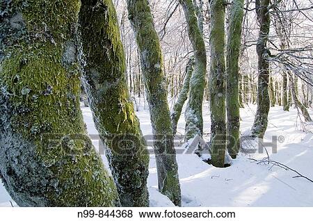 Beech forest, mountain forest, trunks curved from wind, snow and hoar_frost, Vosges, lower mountain ranges, route des cr? tes, Alsace, France View Large Photo Image Stock Photo - Beech forest, mountain forest, trunks curved from wind, snow and hoar_frost, Vosges, lower mountain ranges, route des cr? tes, Alsace, France. Fotosearch