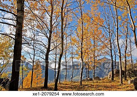Picture - Beech forest, Pla de l? Ermita, Ta? ll, Vall de Boi, Pyrenees, Catalonia, Spain. Fotosearch