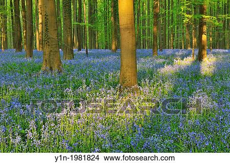Picture - Beech Forest with Bluebells in the Spring, Hallerbos, Halle, Vlaams Gewest, Brussels, Belgium, Europe.. Fotosearch