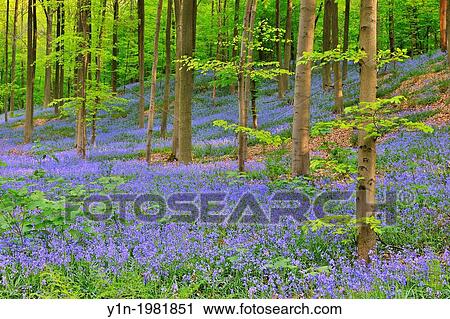 Beech Forest with Bluebells in the Spring, Hallerbos, Halle, Vlaams Gewest, Brussels, Belgium, Europe. View Large Photo Image Stock Image - Beech Forest with Bluebells in the Spring, Hallerbos, Halle, Vlaams Gewest, Brussels, Belgium, Europe.. Fotosearch
