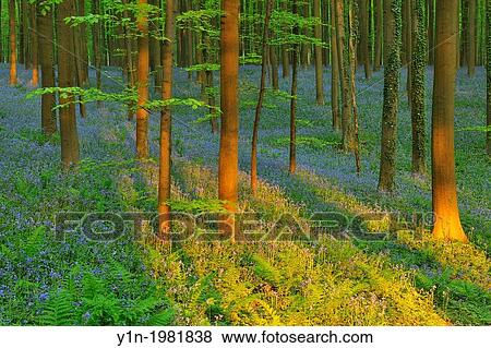 Beech Forest with Bluebells in the Spring, Hallerbos, Halle, Vlaams Gewest, Brussels, Belgium, Europe. View Large Photo Image Stock Photo - Beech Forest with Bluebells in the Spring, Hallerbos, Halle, Vlaams Gewest, Brussels, Belgium, Europe.. Fotosearch