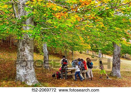 Beech, Hayedo Monte Real, Ajamil de Cameros, Cameros, La Rioja, Spain, Europe. View Large Photo Image Stock Image - Beech, Hayedo Monte Real, Ajamil de Cameros, Cameros, La Rioja, Spain, Europe.. Fotosearch