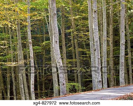 Beech in autumn in Ezcaray - Sierra de la Demanda - La Rioja - Spain View Large Photo Image Stock Image - Beech in autumn in Ezcaray - Sierra de la Demanda - La Rioja - Spain. Fotosearch