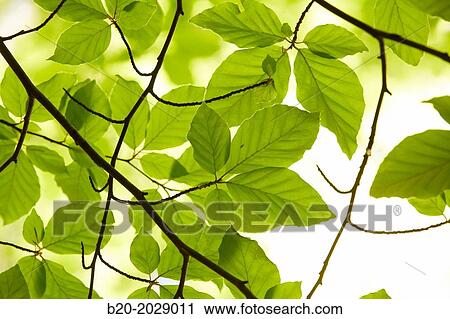 Beech leaves. Aizkorri Aratz Natural Park. Arantzazu. Oati, Gipuzkoa, Basque Country, Spain. View Large Photo Image Stock Image - Beech leaves. Aizkorri Aratz Natural Park. Arantzazu. Oati, Gipuzkoa, Basque Country, Spain.. Fotosearch