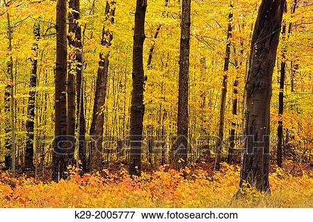 Beech-maple hardwood forest in late autumn colour, Hulbert's Corner, Michigan, USA. View Large Photo Image Stock Photo - Beech-maple hardwood forest in late autumn colour, Hulbert's Corner, Michigan, USA.. Fotosearch
