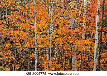 Beech-maple hardwood forest in late autumn colour, Hulbert's Corner, Michigan, USA. View Large Photo Image Stock Photography - Beech-maple hardwood forest in late autumn colour, Hulbert's Corner, Michigan, USA.. Fotosearch