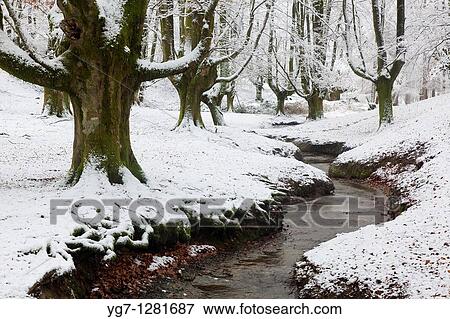 Beech of Otzarreta, Gorbea natural park, Alava, Spain View Large Photo Image Stock Photo - Beech of Otzarreta, Gorbea natural park, Alava, Spain. Fotosearch