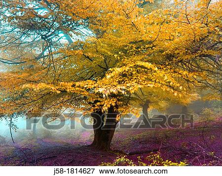 Beech View Large Photo Image Stock Photo - Beech. Fotosearch