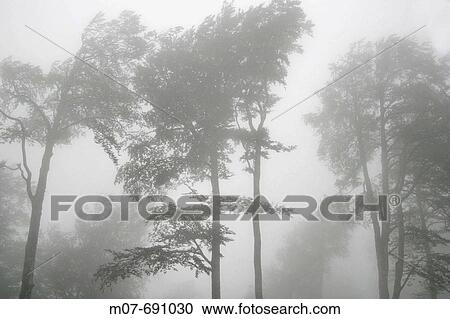 Beech tree and fog. View Large Photo Image Stock Image - Beech tree and fog.. Fotosearch
