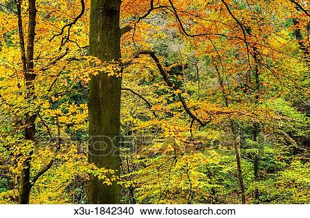Beech tree displaying it's vivid colours in autumn Prior's Wood, Portbury, North Somerset, England View Large Photo Image Stock Image - Beech tree displaying it's vivid colours in autumn Prior's Wood, Portbury, North Somerset, England. Fotosearch