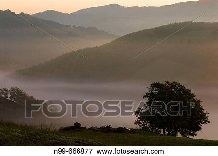 Beech tree (Fagus sp. ) and pasture, deciduous forest, lower mountain ranges, early morning fog in autumn, Apennine mountains, Emilia Romagna, Italy View Large Photo Image Stock Photo - Beech tree (Fagus sp. ) and pasture, deciduous forest, lower mountain ranges, early morning fog in autumn, Apennine mountains, Emilia Romagna, Italy. Fotosearch