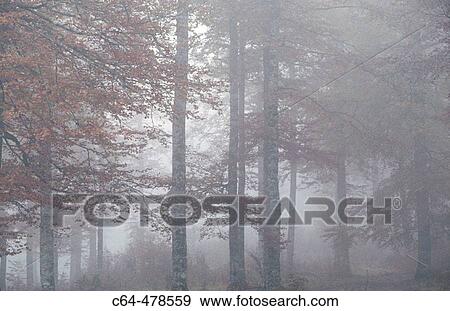 Beech tree (Fagus sylvatica). Pyrinees. Irati. Navarra. Spain. View Large Photo Image Stock Photo - Beech tree (Fagus sylvatica). Pyrinees. Irati. Navarra. Spain.. Fotosearch