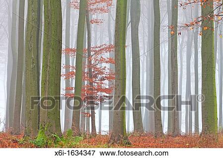 Beech Tree Fagus sylvatica, Woodland and Autumn Mist, Hessen, Germany View Large Photo Image Stock Photo - Beech Tree Fagus sylvatica, Woodland and Autumn Mist, Hessen, Germany. Fotosearch