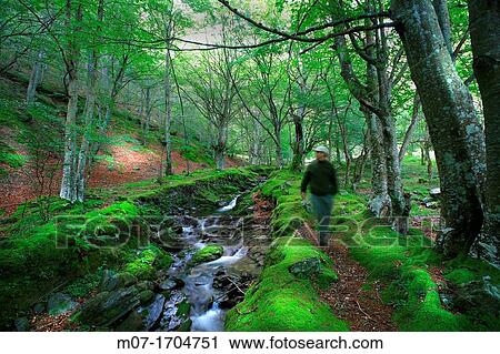 Beech tree forest and Tobia river, La Rioja, Spain View Large Photo Image Stock Image - Beech tree forest and Tobia river, La Rioja, Spain. Fotosearch
