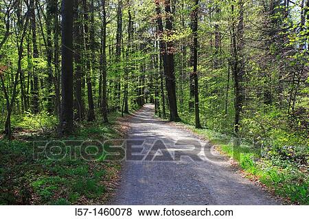 beech tree forest, Fagus sylvaticia L, Switzerland, View Large Photo Image Stock Photo - beech tree forest, Fagus sylvaticia L, Switzerland,. Fotosearch