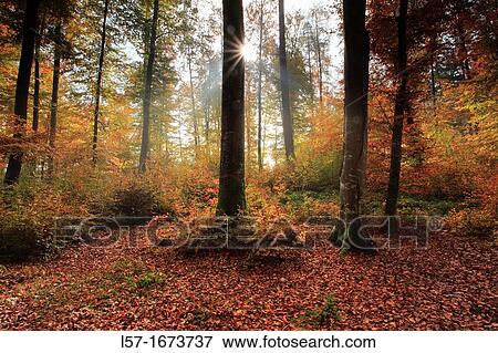 beech tree forest in autumn View Large Photo Image Stock Photo - beech tree forest in autumn. Fotosearch
