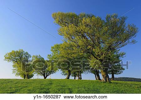 Beech Tree in Spring, Black Forest, Baden-Wurttemberg, Germany View Large Photo Image Stock Photo - Beech Tree in Spring, Black Forest, Baden-Wurttemberg, Germany. Fotosearch