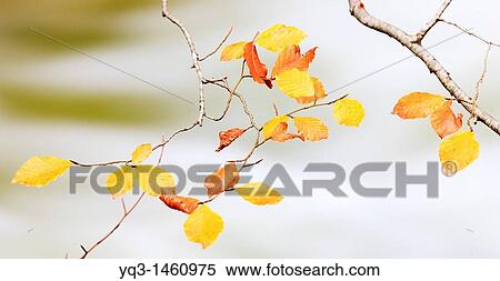 Beech tree leaves in autumn, near Urederra river source in Urbasa, Navarra, Spain View Large Photo Image Stock Photography - Beech tree leaves in autumn, near Urederra river source in Urbasa, Navarra, Spain. Fotosearch