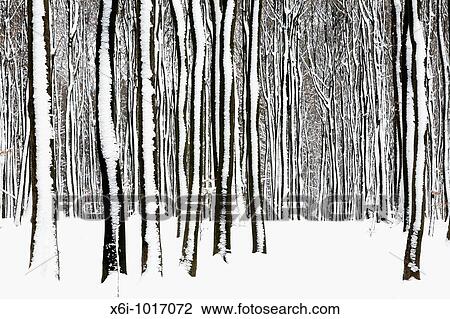 Beech tree stems, Fagus sylvatica, in woodland, covered in snow, Germany View Large Photo Image Stock Image - Beech tree stems, Fagus sylvatica, in woodland, covered in snow, Germany. Fotosearch