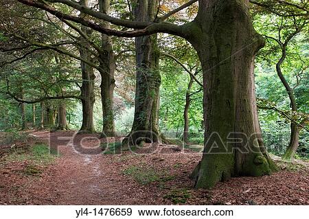 Beech trees along a walking path. Leersum, Netherlands View Large Photo Image Stock Photo - Beech trees along a walking path. Leersum, Netherlands. Fotosearch
