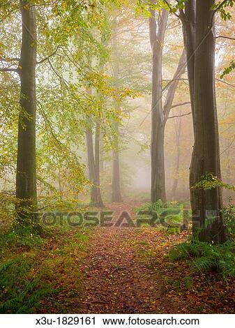 Stock Image - Beech trees and mist in a woodland Stockhill Forest, Mendip Hills, Somerset, England. Fotosearch