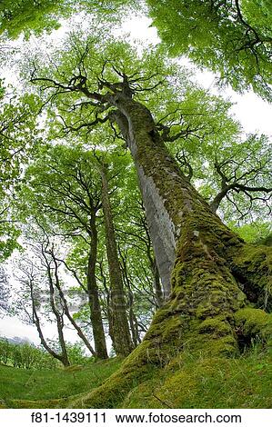 Beech trees Fagus sylvatica in early spring, Isle of Mull, Scotland, May 2008 View Large Photo Image Stock Image - Beech trees Fagus sylvatica in early spring, Isle of Mull, Scotland, May 2008. Fotosearch