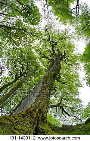 Beech trees Fagus sylvatica in early spring, Isle of Mull, Scotland, May 2008 View Large Photo Image Stock Image - Beech trees Fagus sylvatica in early spring, Isle of Mull, Scotland, May 2008. Fotosearch