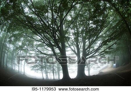 Beech trees Fagus sylvatica in the mist, Montseny nature reserve, Spain This is the Southernmost Beech forest in Europe View Large Photo Image Stock Image - Beech trees Fagus sylvatica in the mist, Montseny nature reserve, Spain This is the Southernmost Beech forest in Europe. Fotosearch