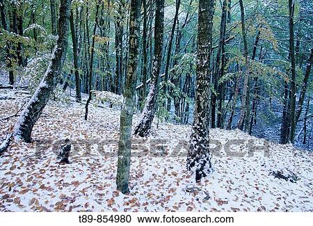 beech trees, forest in the late autumn View Large Photo Image Stock Image - beech trees, forest in the late autumn. Fotosearch