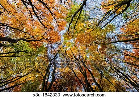 Beech Trees in a woodland displaying their autumn colour Prior's Wood, Portbury, North Somerset, England View Large Photo Image Stock Image - Beech Trees in a woodland displaying their autumn colour Prior's Wood, Portbury, North Somerset, England. Fotosearch