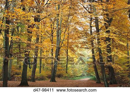 Beech trees in autumn. Buckinghamshire, England, UK View Large Photo Image Stock Image - Beech trees in autumn. Buckinghamshire, England, UK. Fotosearch