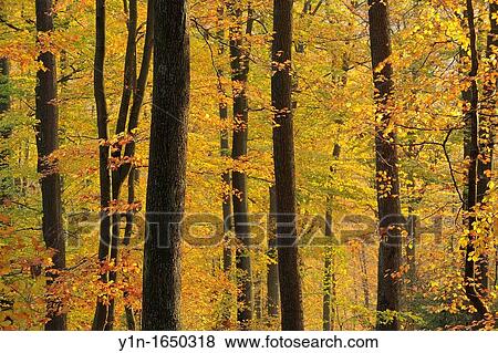 Beech Trees in Autumn Forest, Germany, Bayern, Spessart View Large Photo Image Stock Photo - Beech Trees in Autumn Forest, Germany, Bayern, Spessart. Fotosearch