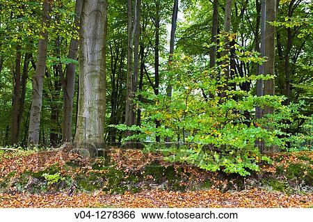 Beech trees in autumn in Germany, Europe View Large Photo Image Stock Photograph - Beech trees in autumn in Germany, Europe. Fotosearch