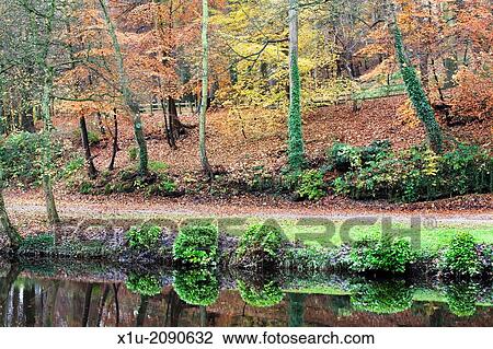 Beech Trees in Autumn on Long Walk at Mother Shiptons Knaresborough North Yorkshire England. View Large Photo Image Stock Image - Beech Trees in Autumn on Long Walk at Mother Shiptons Knaresborough North Yorkshire England.. Fotosearch