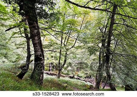 Beech trees in Brez Cordillera CantBbrica Santander Cantabria Spain View Large Photo Image Stock Image - Beech trees in Brez Cordillera CantBbrica Santander Cantabria Spain. Fotosearch