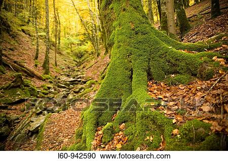 beech trees Irati Forest Navarra, Spain View Large Photo Image Stock Image - beech trees Irati Forest Navarra, Spain. Fotosearch