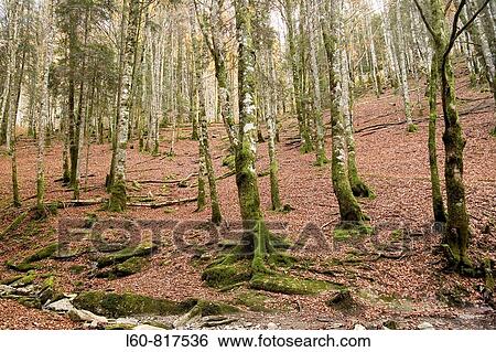 Beech trees. Irati Forest. Navarra. Spain View Large Photo Image Stock Photograph - Beech trees. Irati Forest. Navarra. Spain. Fotosearch