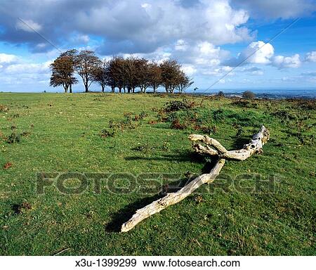 Beech trees known as the Seven Sisters on Cothelstone Hill at Cothelstone in the Quantock Hills, Somerset, England, United Kingdom View Large Photo Image Stock Photo - Beech trees known as the Seven Sisters on Cothelstone Hill at Cothelstone in the Quantock Hills, Somerset, England, United Kingdom. Fotosearch
