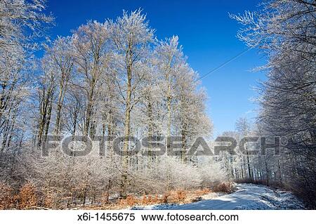 Beech woodland Fagus sylvatica, covered in frost, winter, Hessen, Germany View Large Photo Image Stock Photography - Beech woodland Fagus sylvatica, covered in frost, winter, Hessen, Germany. Fotosearch