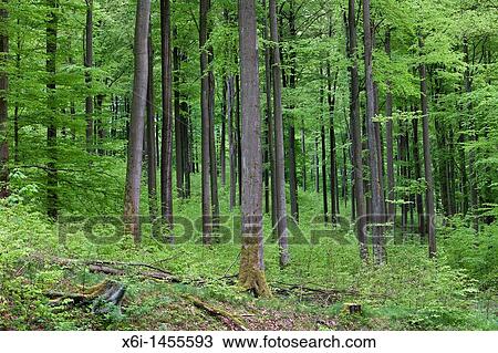 Beech Woodland Fagus sylvatica, in Spring, Lower Saxony, Germany View Large Photo Image Stock Image - Beech Woodland Fagus sylvatica, in Spring, Lower Saxony, Germany. Fotosearch