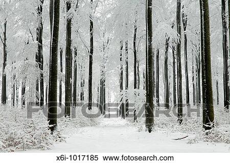 Beech woodland, Fagus sylvatica, covered in snow, winter, North Hessen, Germany View Large Photo Image Stock Photography - Beech woodland, Fagus sylvatica, covered in snow, winter, North Hessen, Germany. Fotosearch