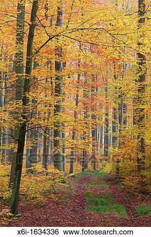 Stock Photograph - Beech Woodland Fagus sylvaticus, in autumn colour, Lower Saxony, Germany Hessen, Germany. Fotosearch