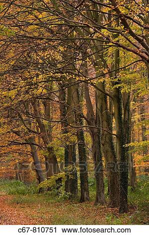 Beech Woodland Holkham Norfolk November View Large Photo Image Stock Image - Beech Woodland Holkham Norfolk November. Fotosearch
