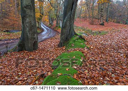 Beeches at the Lions Mouth lane Felbrigg Norfolk UK Early November View Large Photo Image Stock Image - Beeches at the Lions Mouth lane Felbrigg Norfolk UK Early November. Fotosearch