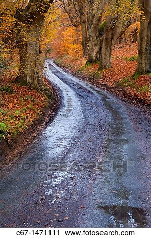 Beeches at the Lions Mouth lane Felbrigg Norfolk UK Early November View Large Photo Image Stock Image - Beeches at the Lions Mouth lane Felbrigg Norfolk UK Early November. Fotosearch