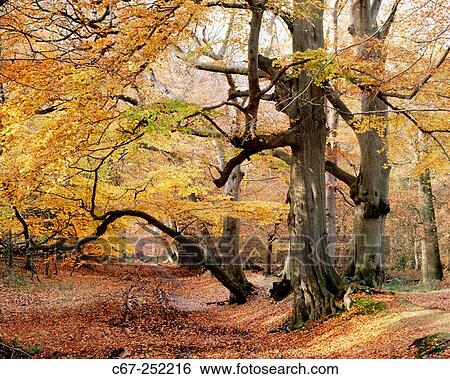 Beeches (Fagus sylvatica) in autumn. Ashridge. Herts. UK View Large Photo Image Stock Photograph - Beeches (Fagus sylvatica) in autumn. Ashridge. Herts. UK. Fotosearch
