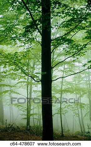 Beeches (Fagus sylvatica). Montseny. Catalunya. Spain. View Large Photo Image Stock Photo - Beeches (Fagus sylvatica). Montseny. Catalunya. Spain.. Fotosearch