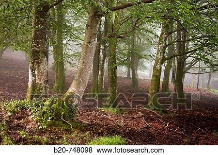 Beeches, forest in mist. Belate, Baztan valley, Navarra View Large Photo Image Stock Photo - Beeches, forest in mist. Belate, Baztan valley, Navarra. Fotosearch