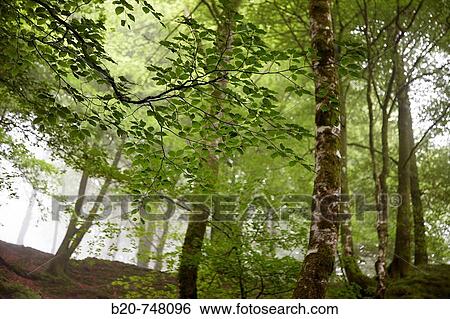 Stock Photograph - Beeches, forest in mist. Belate, Baztan valley, Navarra. Fotosearch